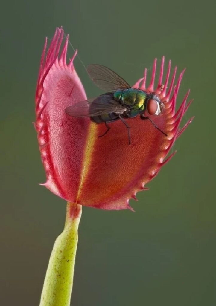 Dionaea muscipula (Venüs Sinekkapan) bitkisinin açık kapan yapısını ve tetik tırnaklarını gösteren detaylı botanik görseli.