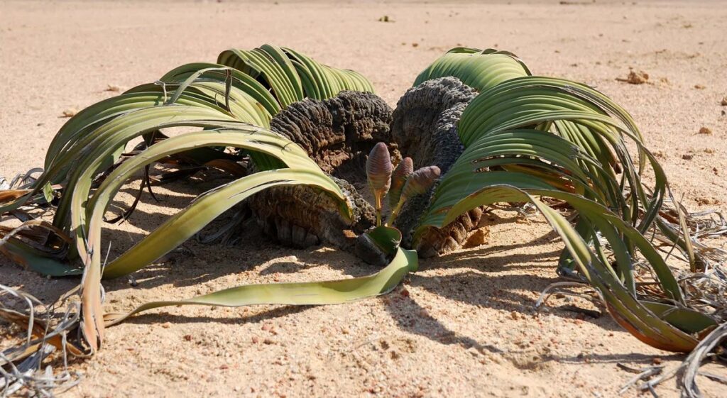 Welwitschia mirabilis türünün çöl ortamındaki morfolojik formunu ve parçalanmış iki yapraklı yapısını gösteren görsel.