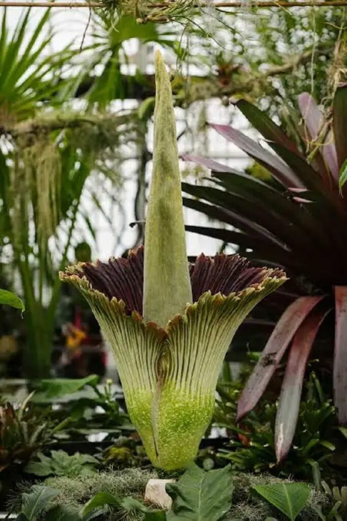 Amorphophallus titanum çiçeğinin yapısal formunu ve çiçeklenme dönemindeki biyolojik özelliklerini temsil eden görsel.