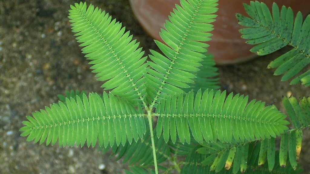 Mimosa pudica bitkisinin yaprak yapısını ve hidrolik tepki mekanizmalarını gösteren detaylı görsel.